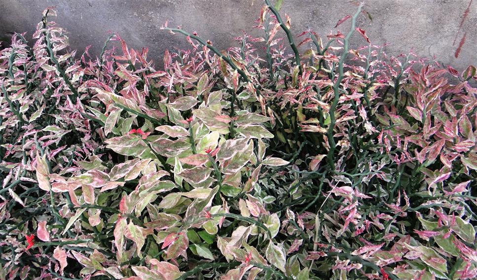 Euphorbia tithymaloides
